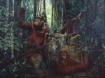 Orangutans